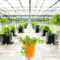 Thumbnail for Sesuvium Portulacastrum