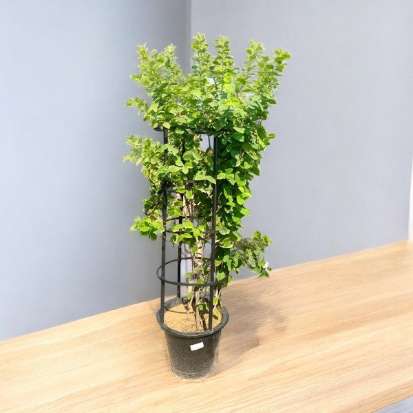 Wrightia Religiosa – Wild Water Plum / Sacred Buddhist Tree