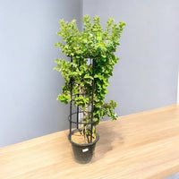 Thumbnail for Wrightia Religiosa – Wild Water Plum / Sacred Buddhist Tree