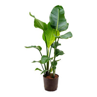 Thumbnail for Strelitzia Nicolai Plant – Bird Of Paradise – Wild Banana – Crane Plant