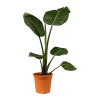 Thumbnail for Strelitzia Nicolai Plant – Bird Of Paradise – Wild Banana – Crane Plant