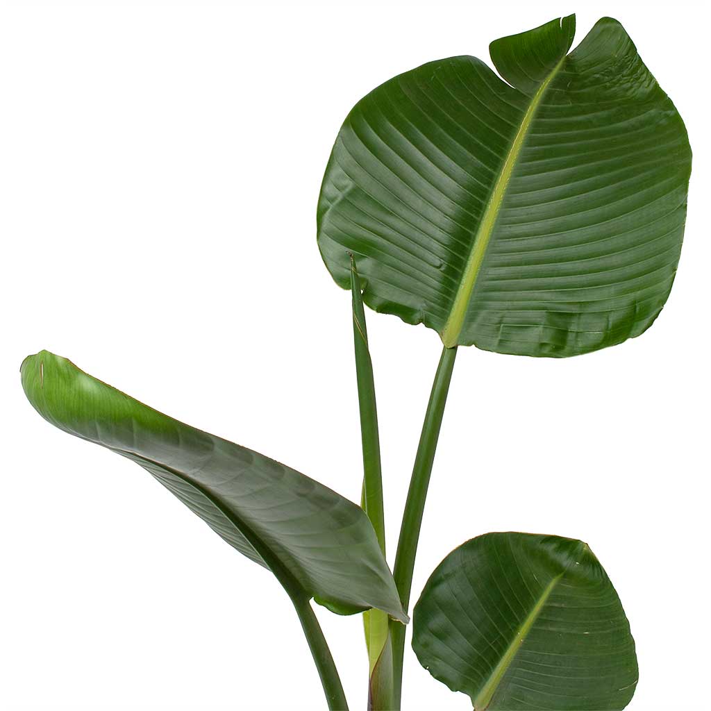 Strelitzia Nicolai Plant – Bird Of Paradise – Wild Banana – Crane Plant