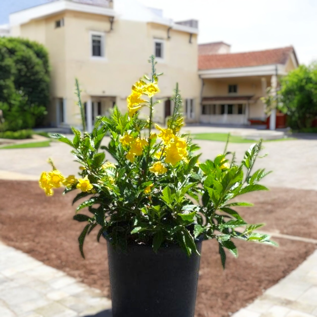 Tecoma Stans – Yellow Bells