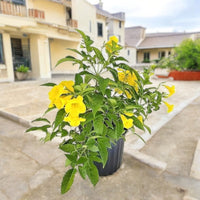 Thumbnail for Tecoma Stans – Yellow Bells