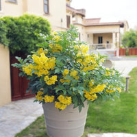 Thumbnail for Tecoma Stans – Yellow Bells
