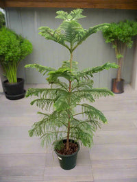 Thumbnail for Araucaria Heterophylla – Norfolk Island Pine