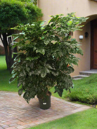 Thumbnail for Radermachera Sinica – China Doll Tree