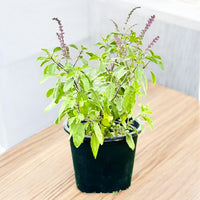 Thumbnail for Ocimum Tenuiflorum – Holy Basil-Tulsi Plant
