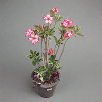 Thumbnail for Adenium Obesum – Desert Rose