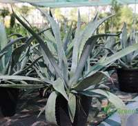 Thumbnail for Agave Americana – The Iconic Century Plant