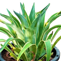 Thumbnail for Agave Attenuata – The Spineless Century Plant