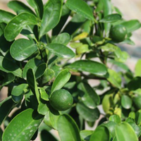 Thumbnail for Citrus Bin Zaheer Plant