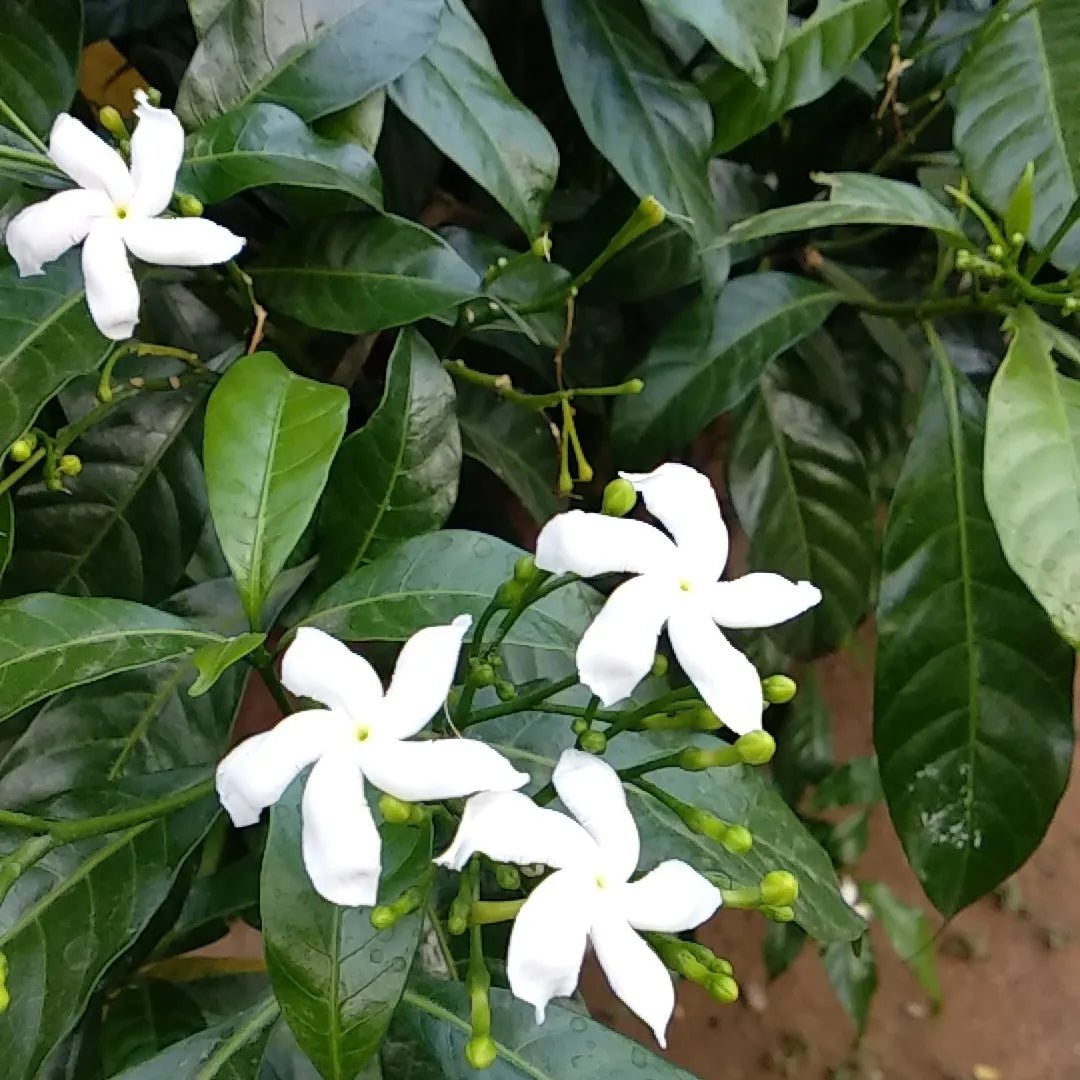 Tabernaemontana Chinensis (Crepe Jasmine / Pinwheel Flower)