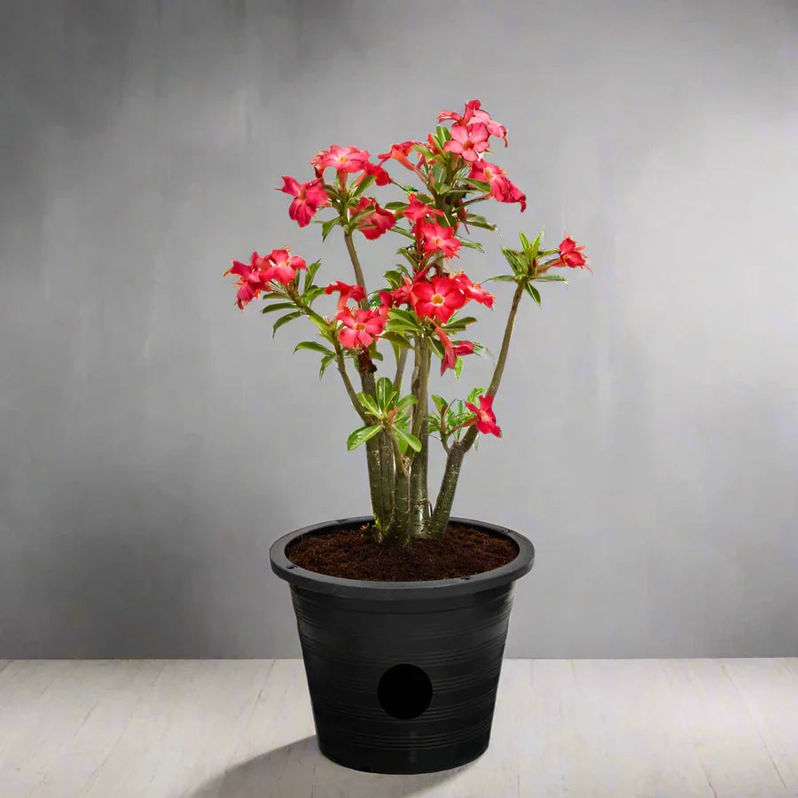 Adenium Obesum – Desert Rose