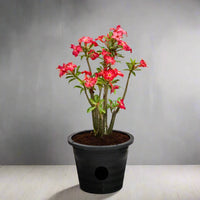 Thumbnail for Adenium Obesum – Desert Rose