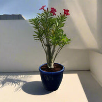 Thumbnail for Adenium Obesum – Desert Rose