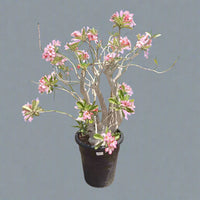 Thumbnail for Adenium Obesum – Desert Rose