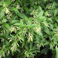 Thumbnail for Cestrum Nocturnum β Night Queen / Night-blooming Jasmine