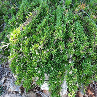 Thumbnail for Sesuvium Portulacastrum