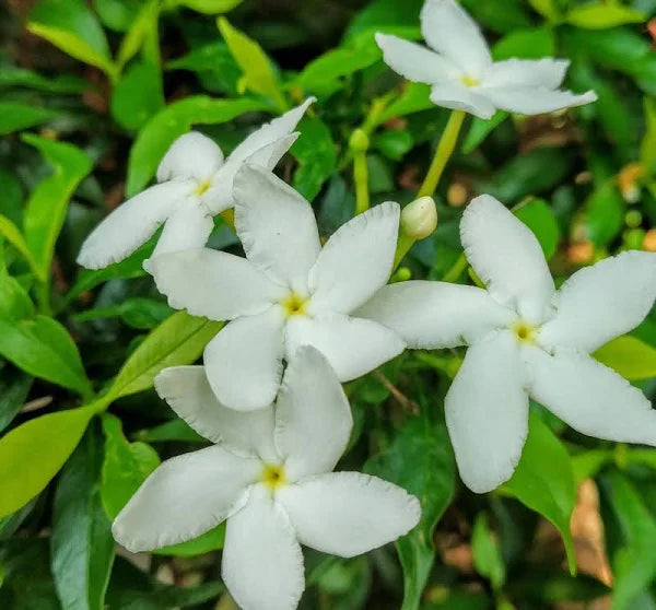 Tabernaemontana Chinensis (Crepe Jasmine / Pinwheel Flower)