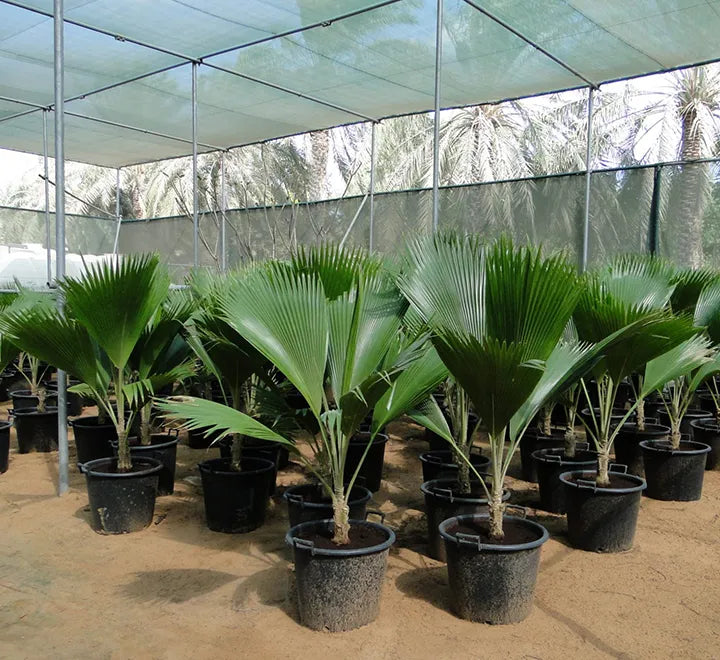 Pritchardia pacifica – Fiji Fan Palm  80-100cm
