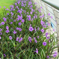 Thumbnail for Ruellia ciliosa – Wild Petunia