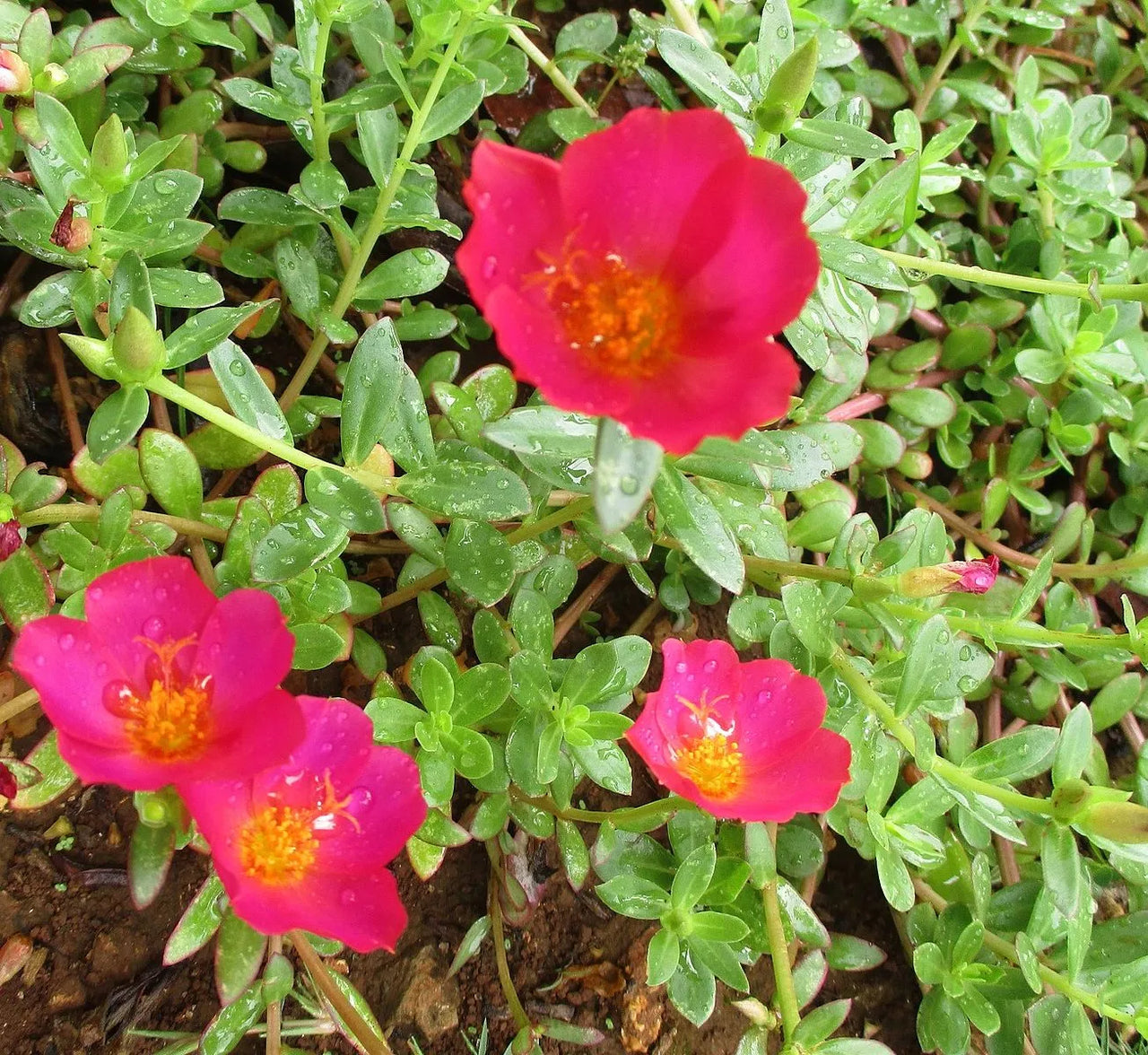 Portulaca Umbraticola – Wingpod Purslane