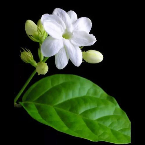 Jasminum sambac – The Arabian Jasmine