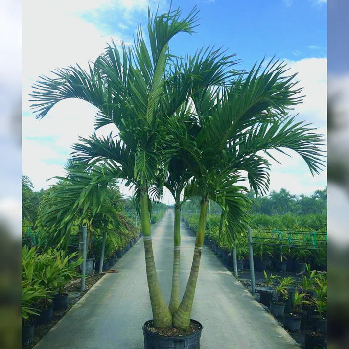 Veitchia merrillii – Manila Palm (Christmas Palm)