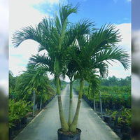 Thumbnail for Veitchia merrillii – Manila Palm (Christmas Palm)