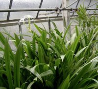 Thumbnail for Hymenocallis Littoralis – Spider Lily