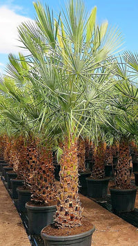 Thumbnail for Copernicia prunifera – Wax Palm (Caranday Palm)