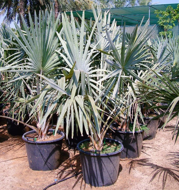 Bismarckia nobilis – Bismarck Palm