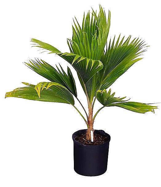 Pritchardia pacifica – Fiji Fan Palm  80-100cm