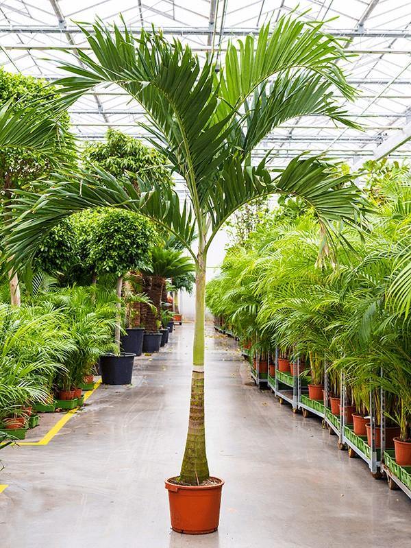 Veitchia merrillii – Manila Palm (Christmas Palm)