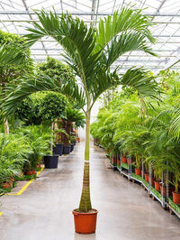 Thumbnail for Veitchia merrillii – Manila Palm (Christmas Palm)