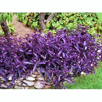Thumbnail for Setcreasea purpurea – Purple Heart