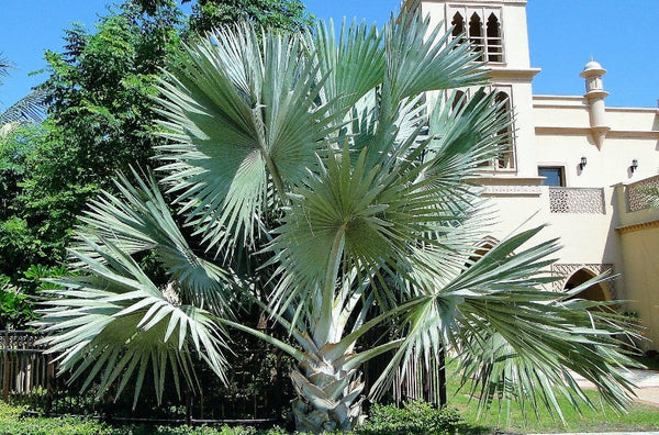 Bismarckia nobilis – Bismarck Palm