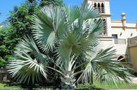 Thumbnail for Bismarckia nobilis – Bismarck Palm
