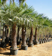 Thumbnail for Copernicia prunifera – Wax Palm (Caranday Palm)