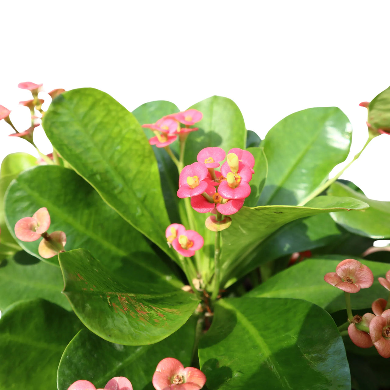 Euphorbia milii – Crown of Thorns