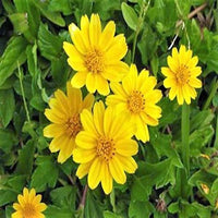 Thumbnail for Wedelia trilobata – Creeping Daisy (Rabbit’s Paw)