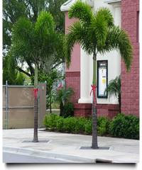 Thumbnail for Wodyetia bifurcata – Foxtail Palm