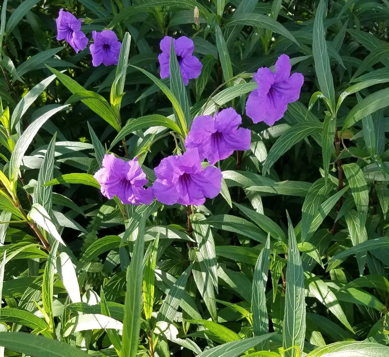 Ruellia Ciliosa – Wild Petunia