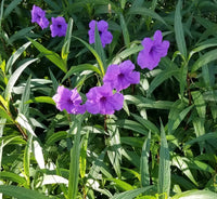 Thumbnail for Ruellia Ciliosa – Wild Petunia