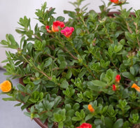 Portulaca Umbraticola – Wingpod Purslane