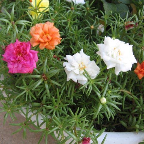Portulaca Grandiflora – Rose Moss
