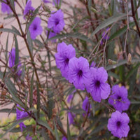 Thumbnail for Ruellia ciliosa – Wild Petunia