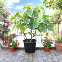Thumbnail for Acalypha Wilkesiana 