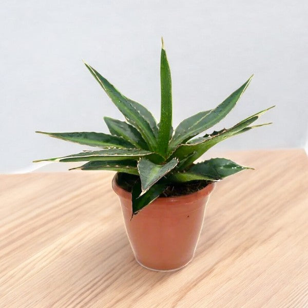 Agave Lophantha – Green